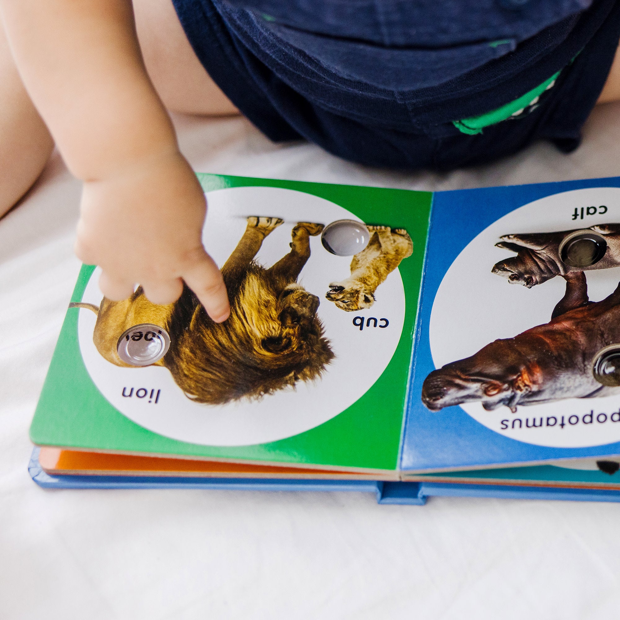 Poke-a-Dot: Wild Animal Families Board Book - Image 6